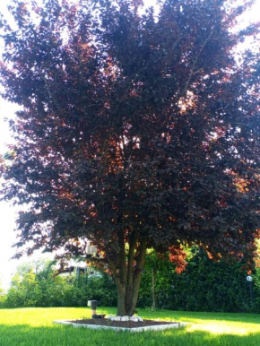 L' acero rosso Miglianico